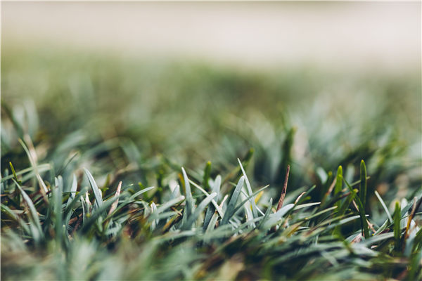 光合作用测定仪