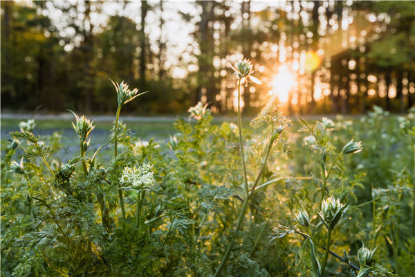 光合作用测定仪